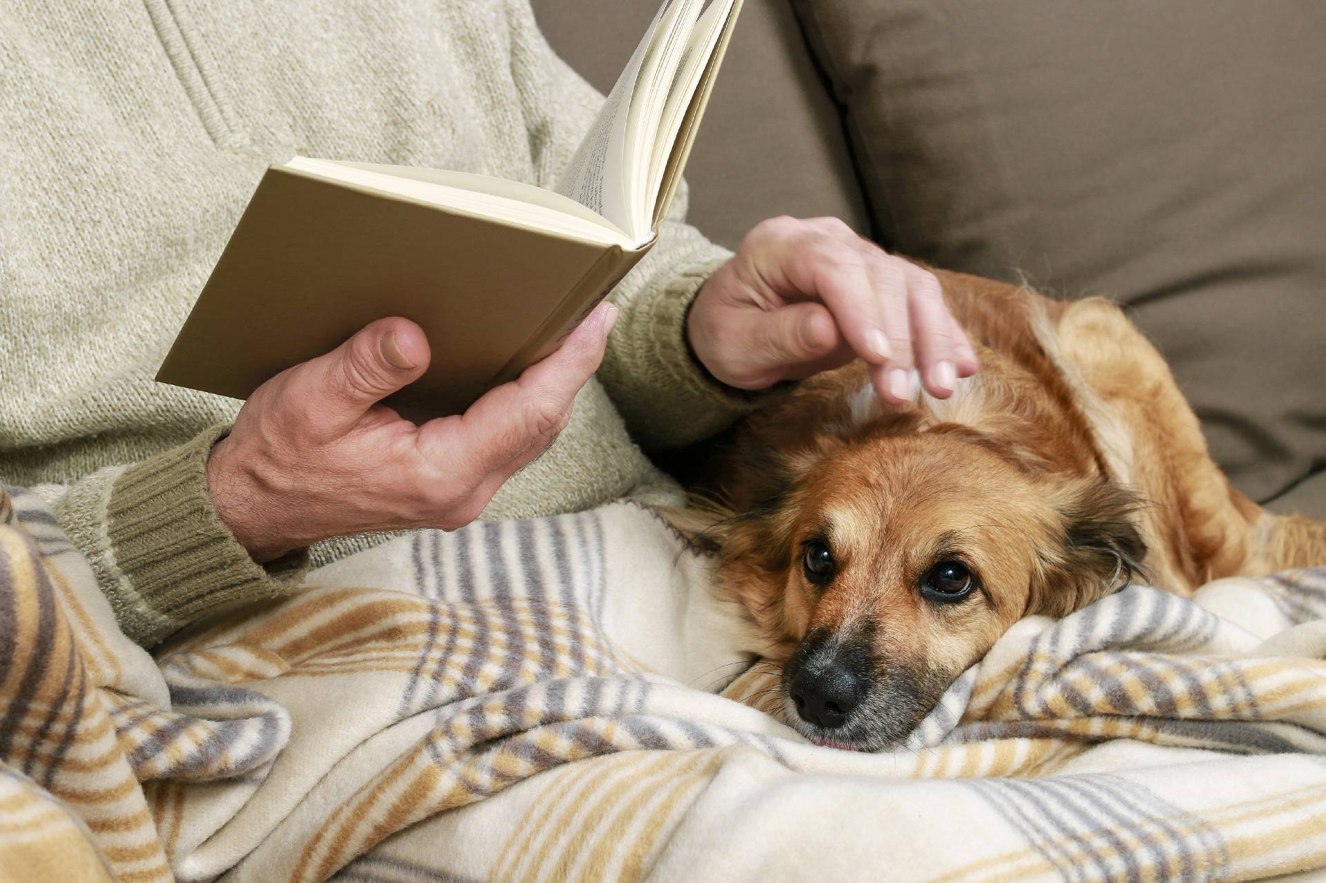 La médiation animale en maisons de repos (et de soins) : les bienfaits des animaux sur les aînés